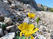 05 Papaver rhaeticum (Papavero dorato) sui macereti del Mandrone